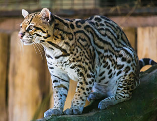 A photo of an ocelot